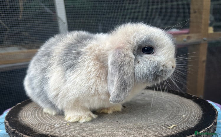 Mini Lop rabbits - Advert 11