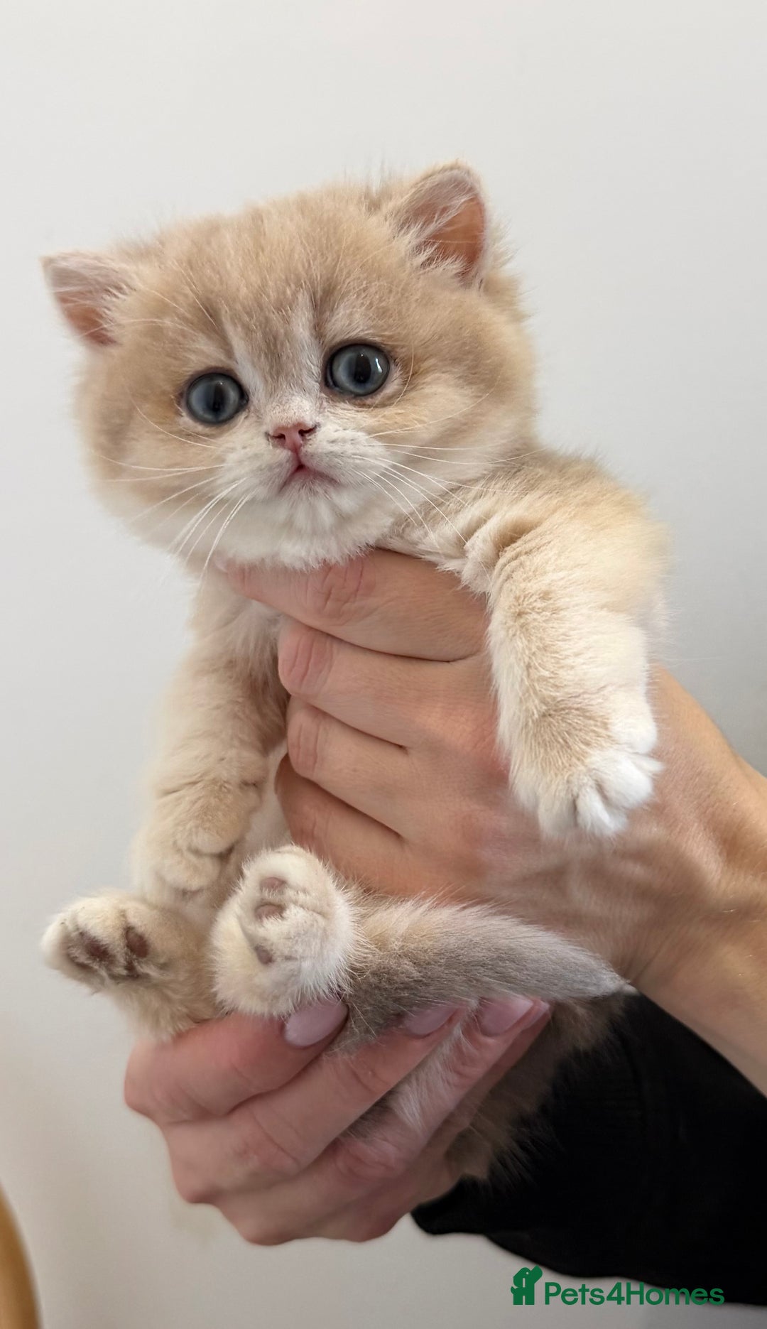 British Shorthair cats for sale: Golden Blue British Shorthair kittens - Advert 21