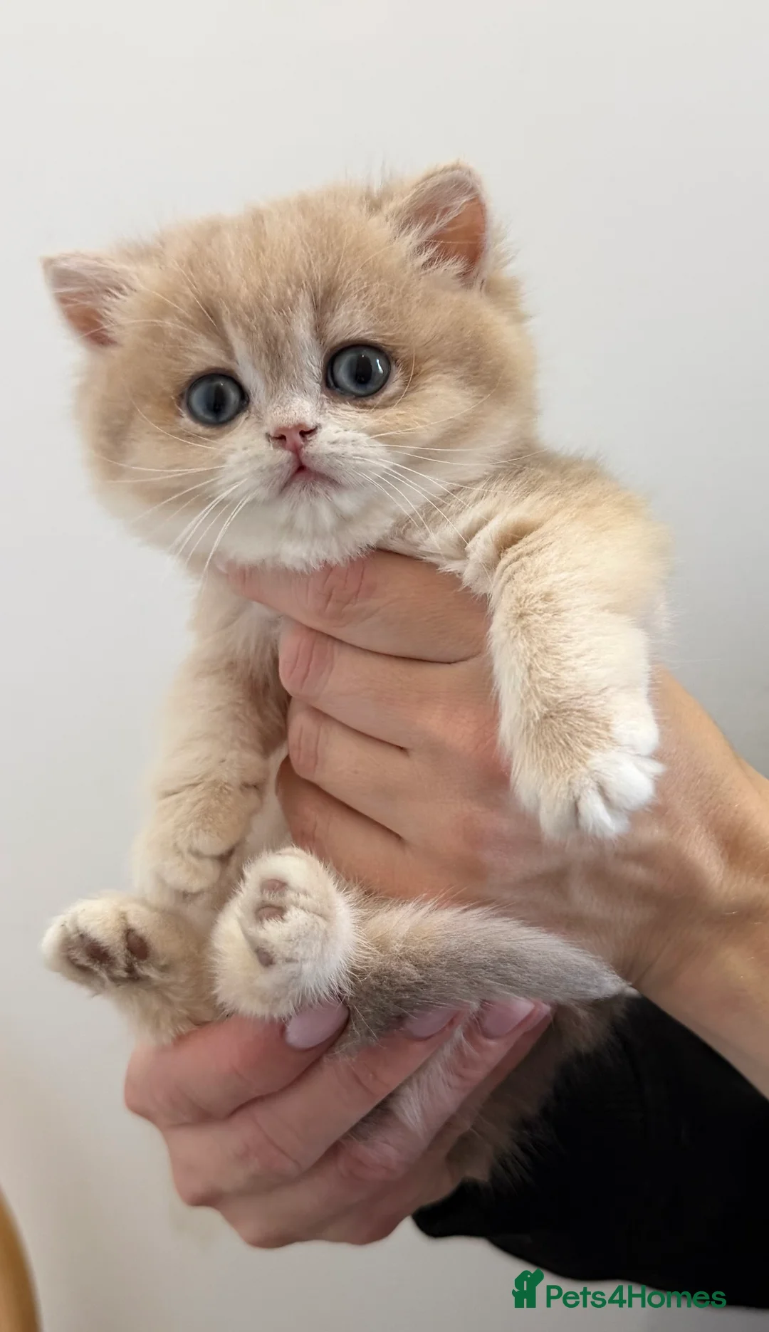 British Shorthair cats for sale: Golden Blue British Shorthair kittens - Advert 22