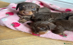 Miniature Dachshund dogs for sale: 5 star licensed miniature Wirehaired ready 18/8 - Image 1