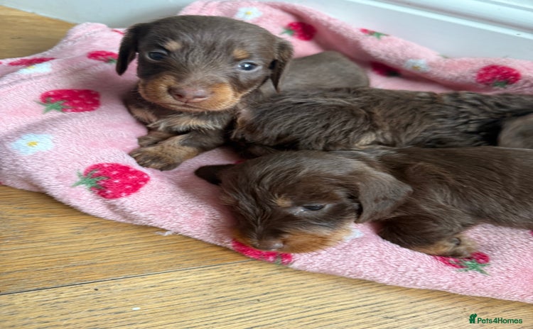Miniature Dachshund dogs - Advert 1