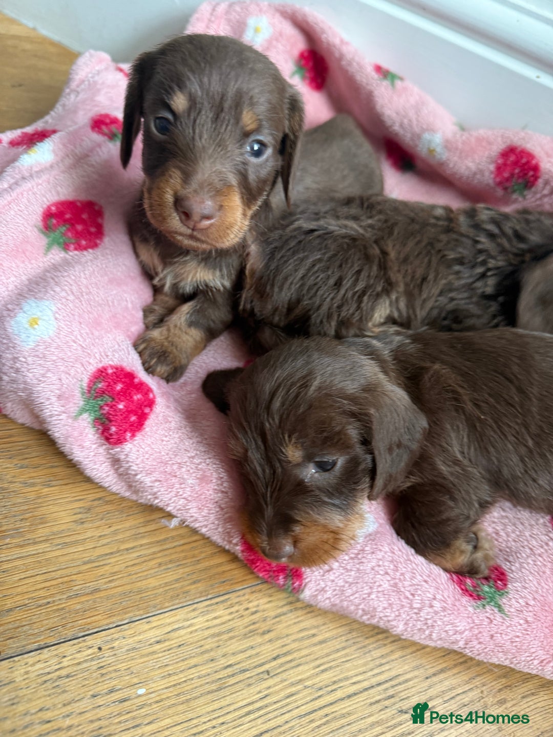 Miniature Dachshund dogs for sale: 5 star licensed miniature Wirehaired ready 18/8 - Image 1