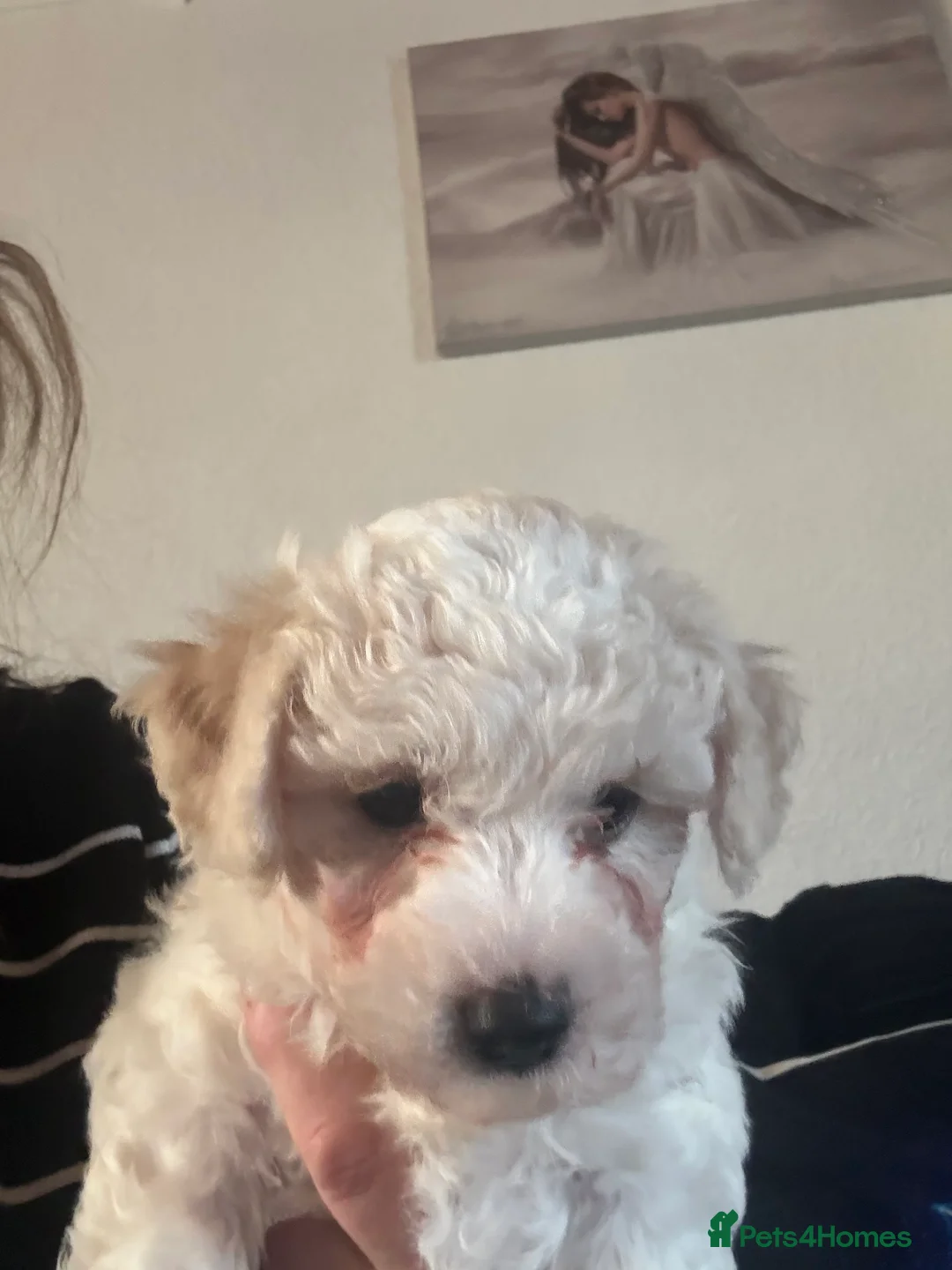 Mixed Breed dogs for sale:  Cavapoochon   - Advert 7