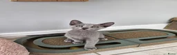 Russian Blue cats for sale: GCCF Registered Russian Blue Kittens – Ready Now  - Advert 4