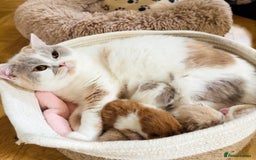 British Shorthair cats for sale: GCCF British Short Hair Kittens, Stunning Colors  - Image 13