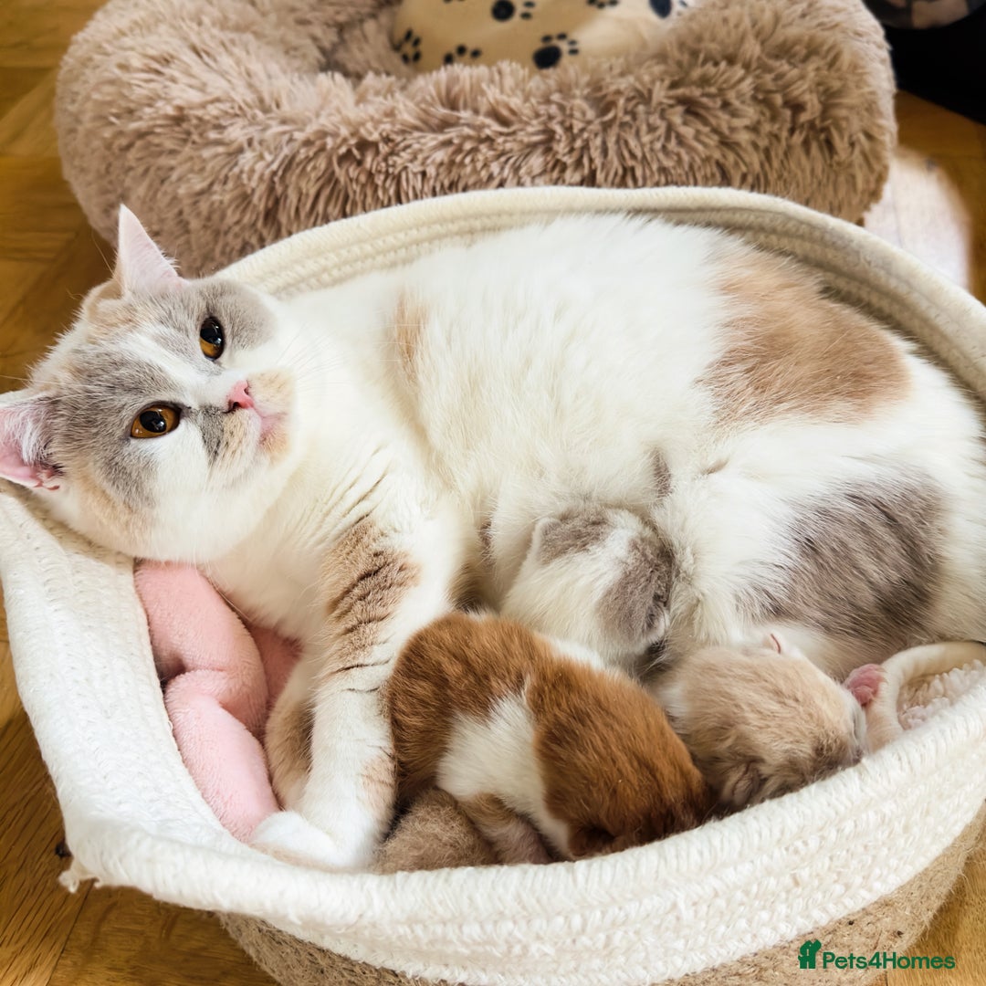 British Shorthair cats for sale: GCCF British Short Hair Kittens, Stunning Colors  - Image 13