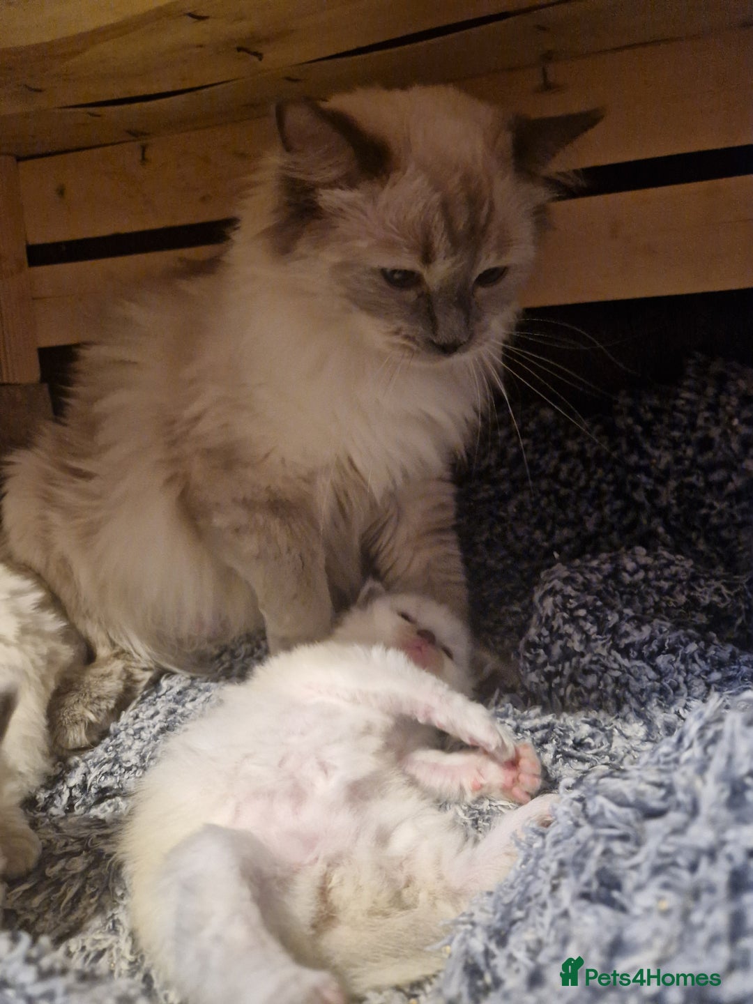 Ragdoll cats for sale: Last stunning male ragdoll (extra cuddly) - Image 4