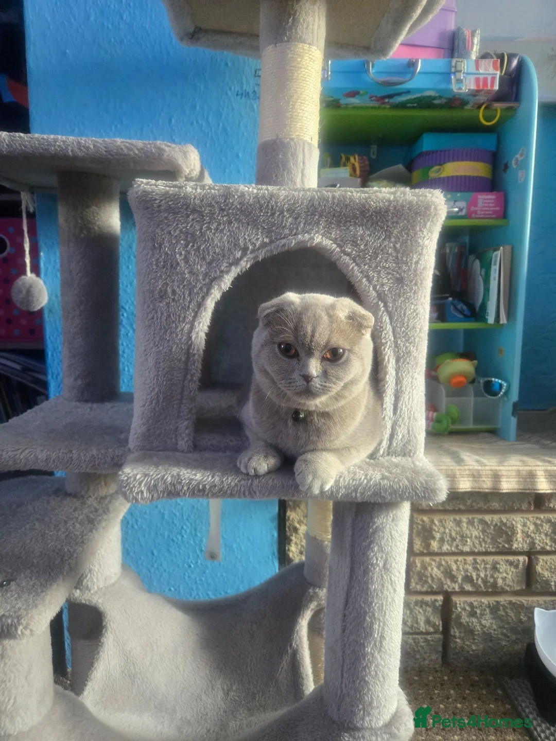 Scottish Fold cats for sale: 4 Beautiful Kittens Ready Soon 🐾 in Worcester - Advert 1