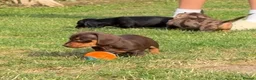 Miniature Dachshund dogs for sale: OUTSTANDING SMOOTH MINIATURE DACHSHUND PUPS  - Advert 13