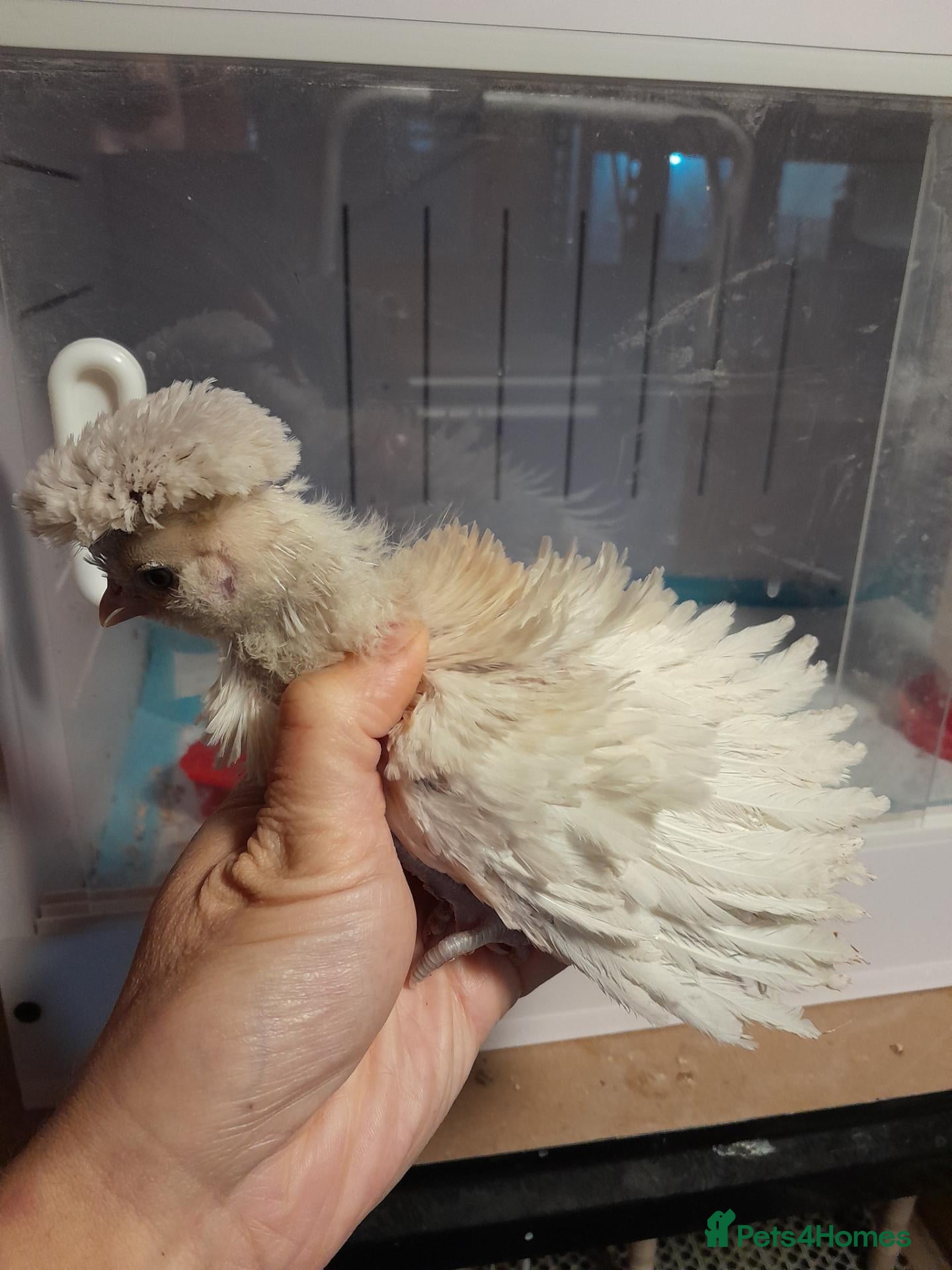 Chickens poultry for sale: Polish Bantam Chicks  - Advert 2