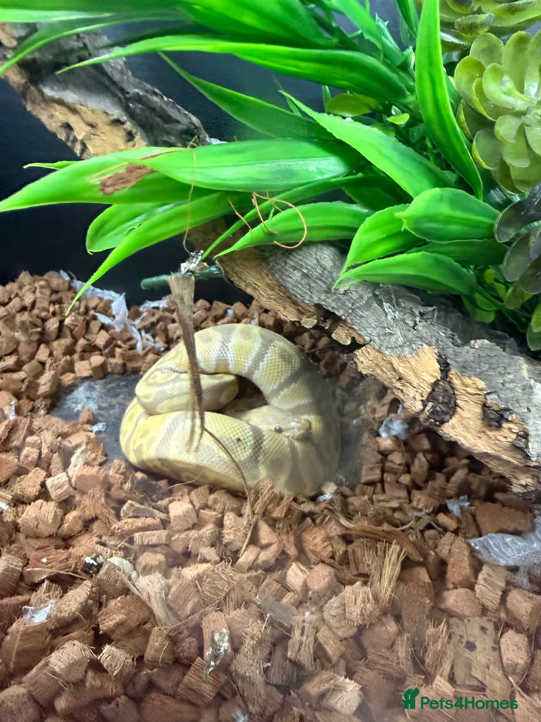 Snake reptiles for sale: Vivarium and snakes x2 for Sale  in Sheffield - Advert 2