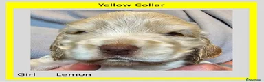 Cocker Spaniel Puppy 7 (yellow collar)