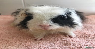 Guinea Pig rodents - Advert 4