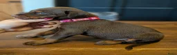 Dobermann dogs for sale: doberman puppies - ready this week 🐾 - Advert 17
