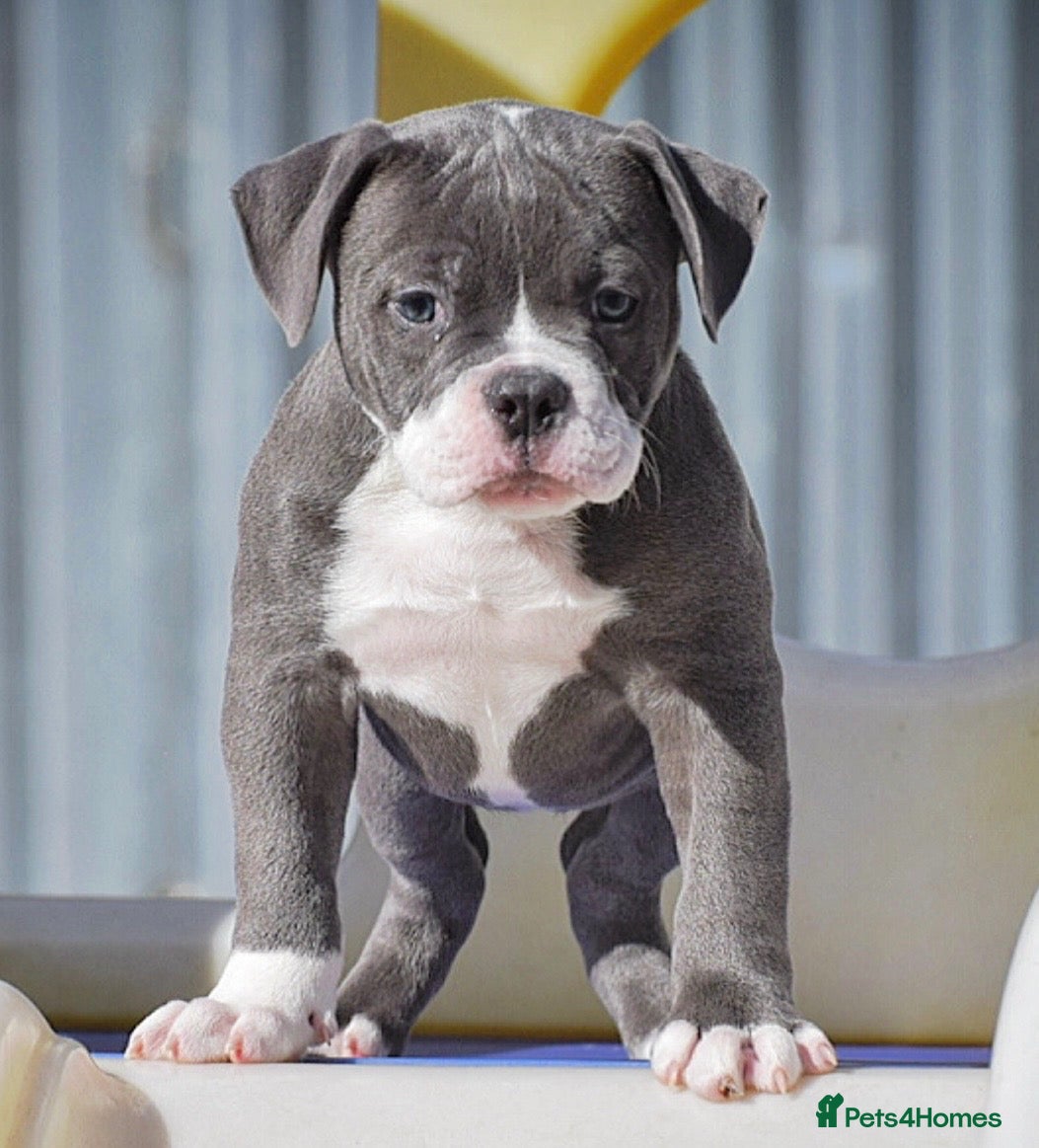Olde English Bulldogge dogs DONT LET YOUR DREAMS BE JUST DREAM..  - Advert 2