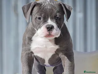 Olde English Bulldogge dogs DONT LET YOUR DREAMS BE JUST DREAM.. - Advert 2