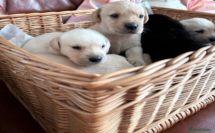 Labrador Retriever dogs - Advert 11