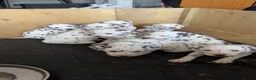Dalmatian dogs for sale: Dalmatian puppies  in Newry - Advert 10