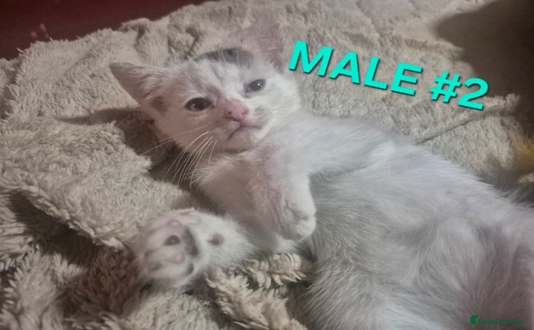 Mixed Breed cats - Advert 3