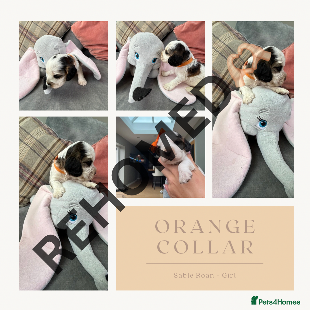 Cocker Spaniel dogs for sale: KC REG Showtype Cocker Spaniel LAST PUP ready 3/8 - Image 26