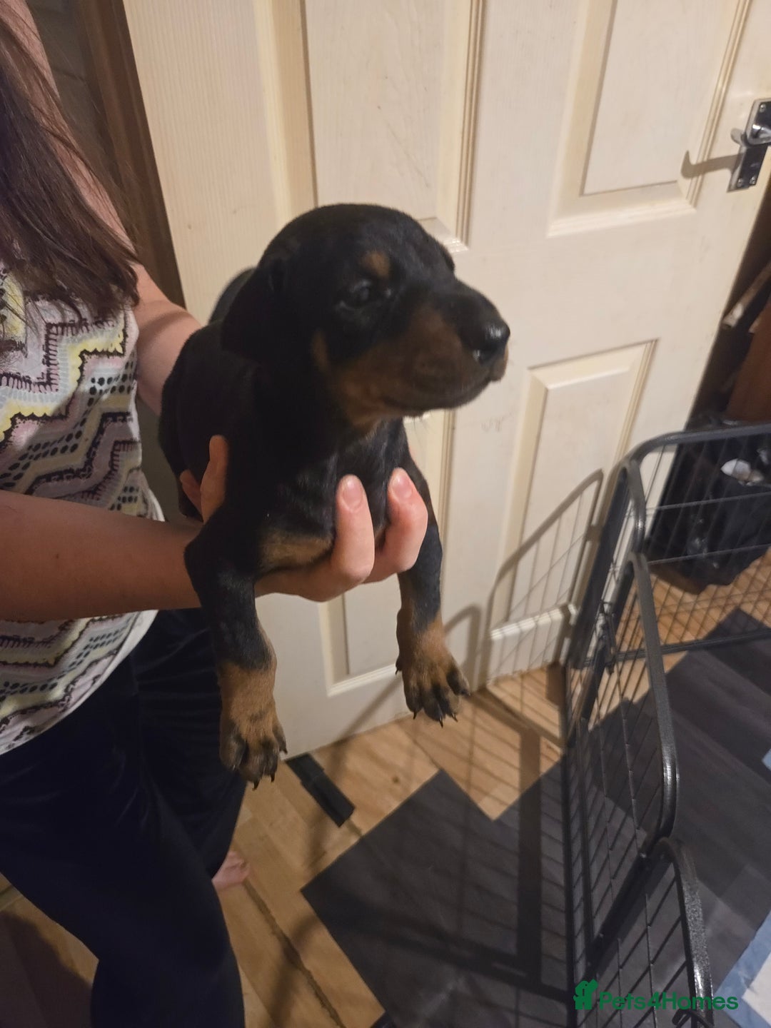 Dobermann dogs for sale: Kennel club registered Doberman puppies. - Image 10