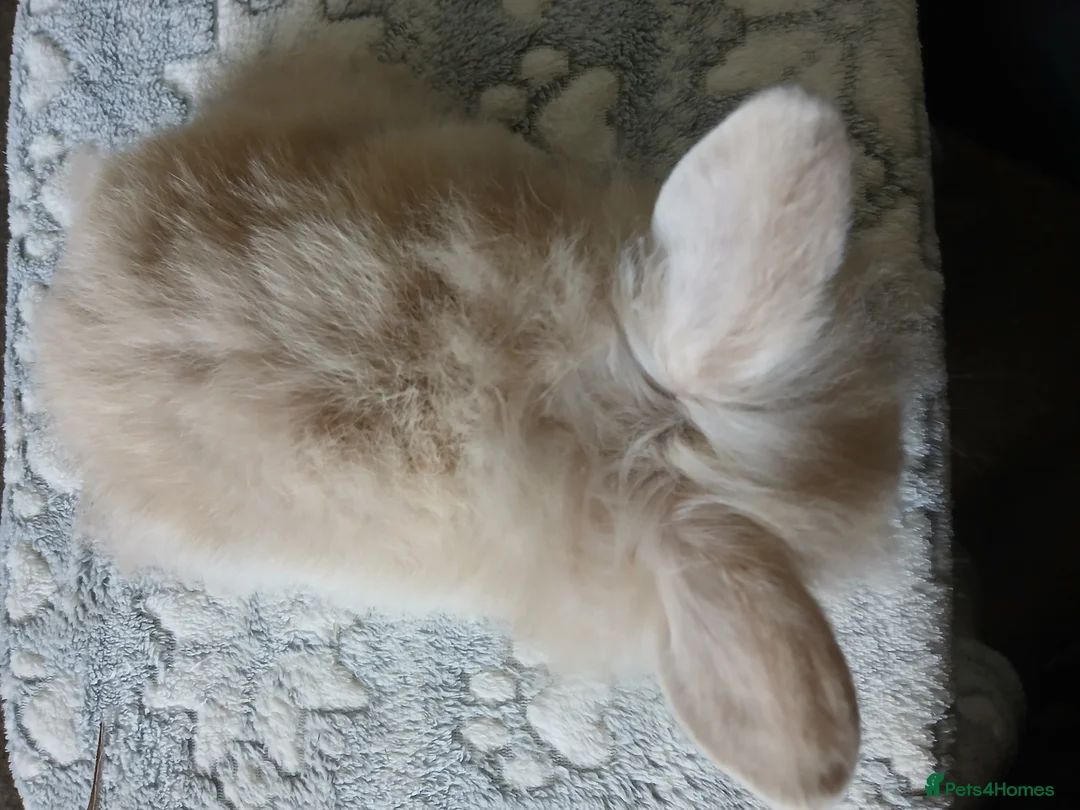 Mini Lion Lop rabbits for sale: Stunning DM Lion lop baby rabbits  - Advert 10