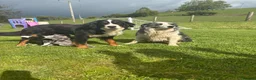 Mixed Breed dogs for sale: Stunning bordernese pups  - Advert 1