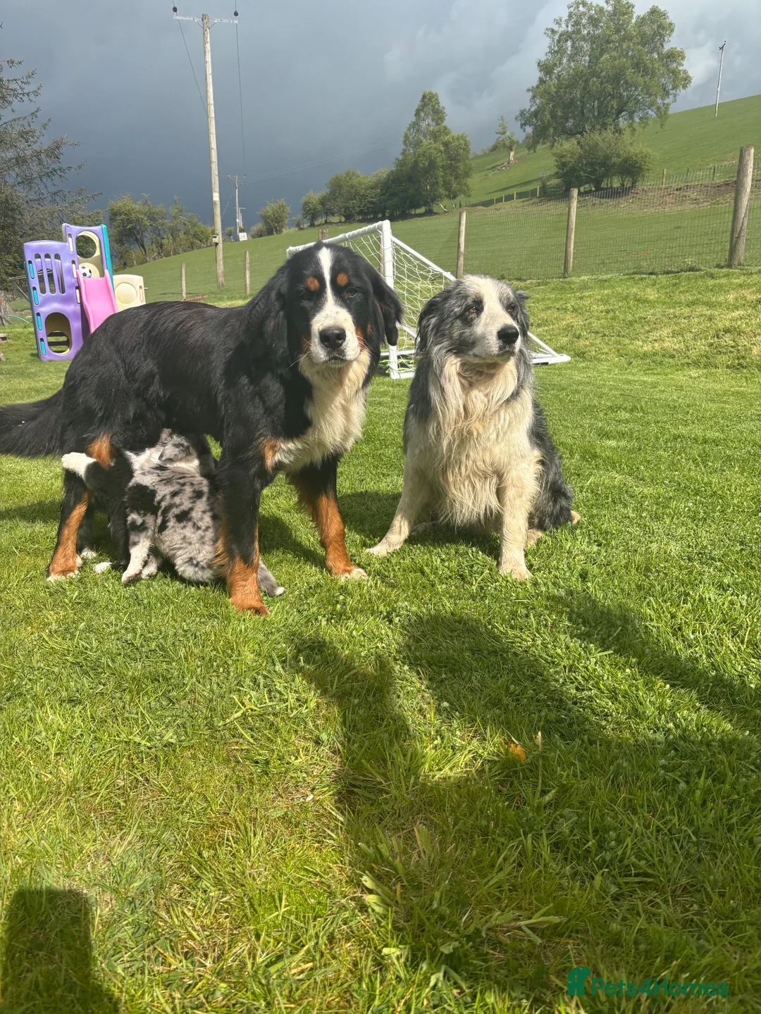 Mixed Breed dogs for sale: Stunning bordernese pups  - Advert 1