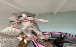 British Shorthair cats for sale: British short hair kittens for sale  - Image 3