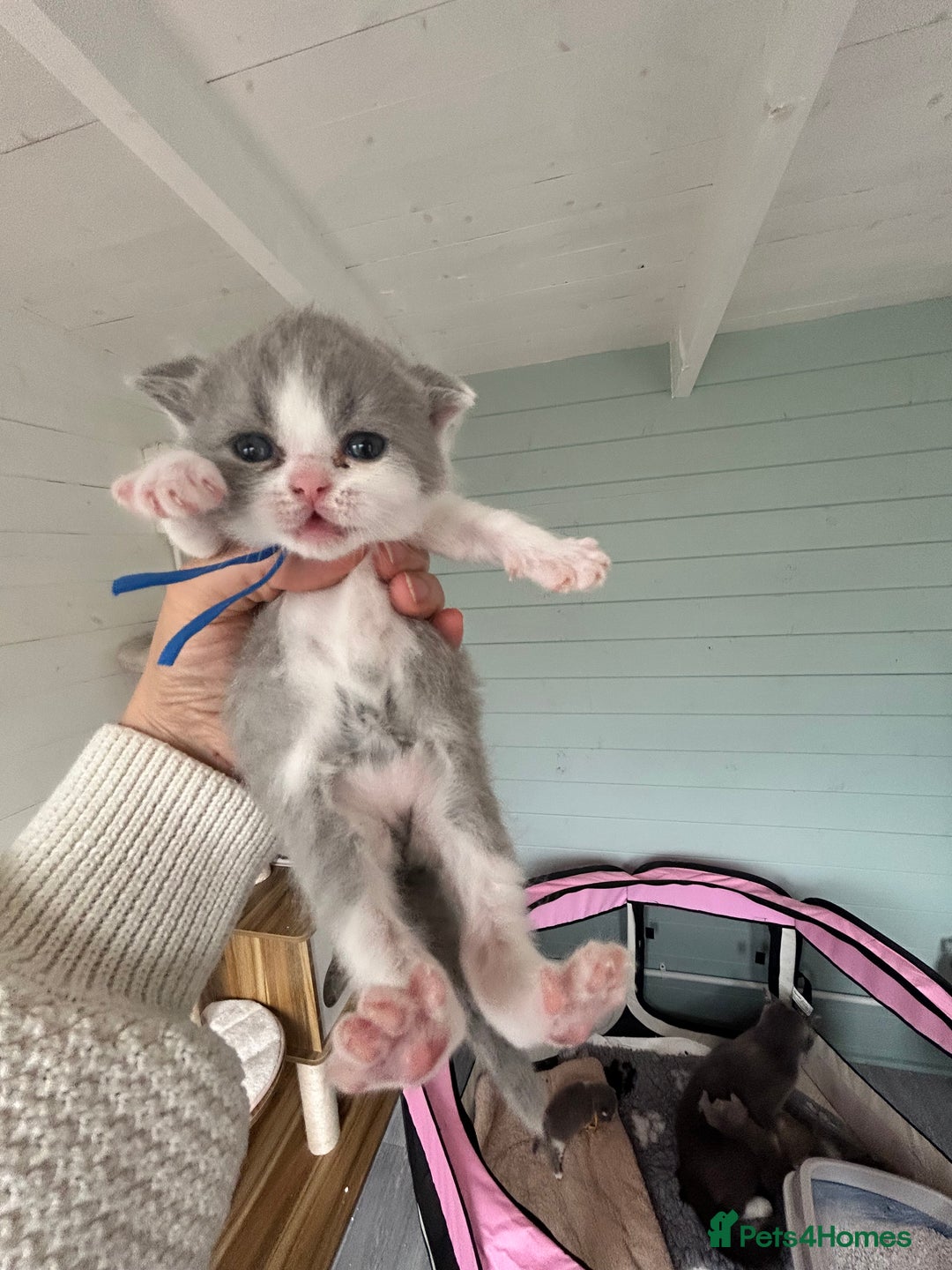 British Shorthair cats for sale: British short hair kittens for sale  - Image 3