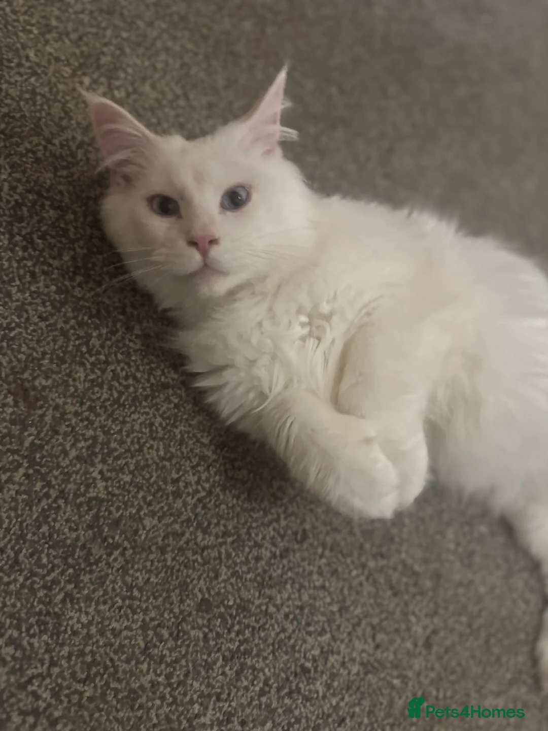 Maine Coon cats for sale: Polydactyl Mainecoon - Advert 12