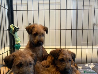 Irish Terrier dogs Irish terrier puppies - Advert 1