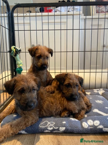 Irish Terrier dogs - Advert 1