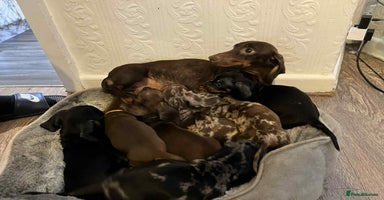 Miniature Dachshund dogs - Advert 10