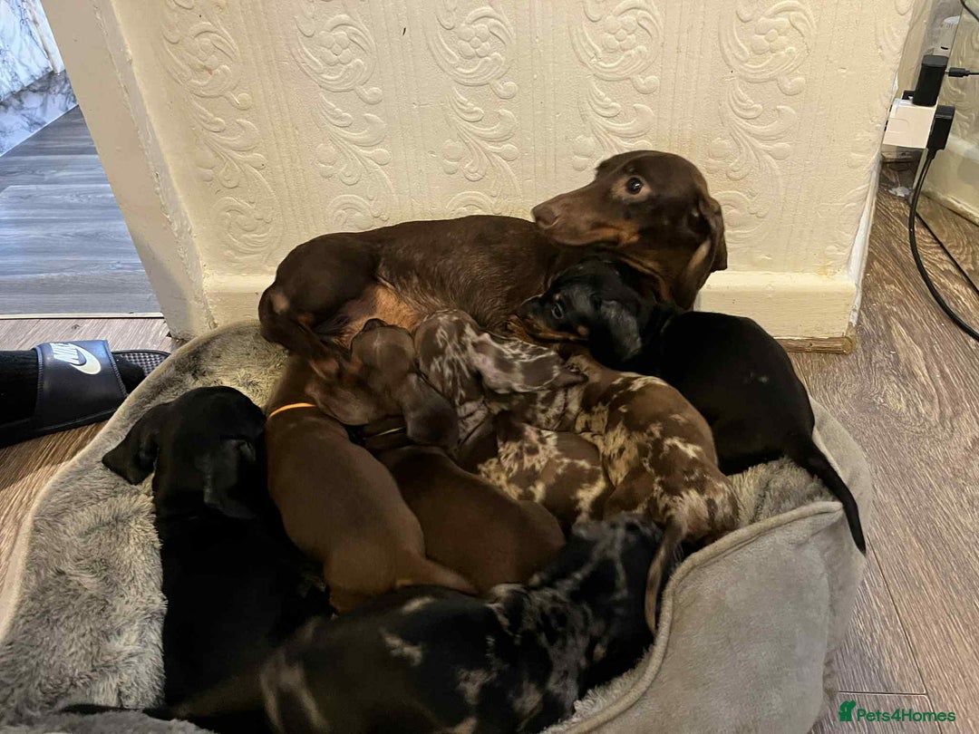 Miniature Dachshund dogs for sale: Miniature dachshund  - Image 10