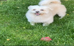 Bichon Frise dogs for sale: 🤍 3 female and 5 male - Image 15