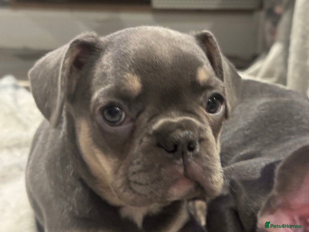 French Bulldog dogs for sale: 2 beautiful girls looking for their forever homes - Advert 9