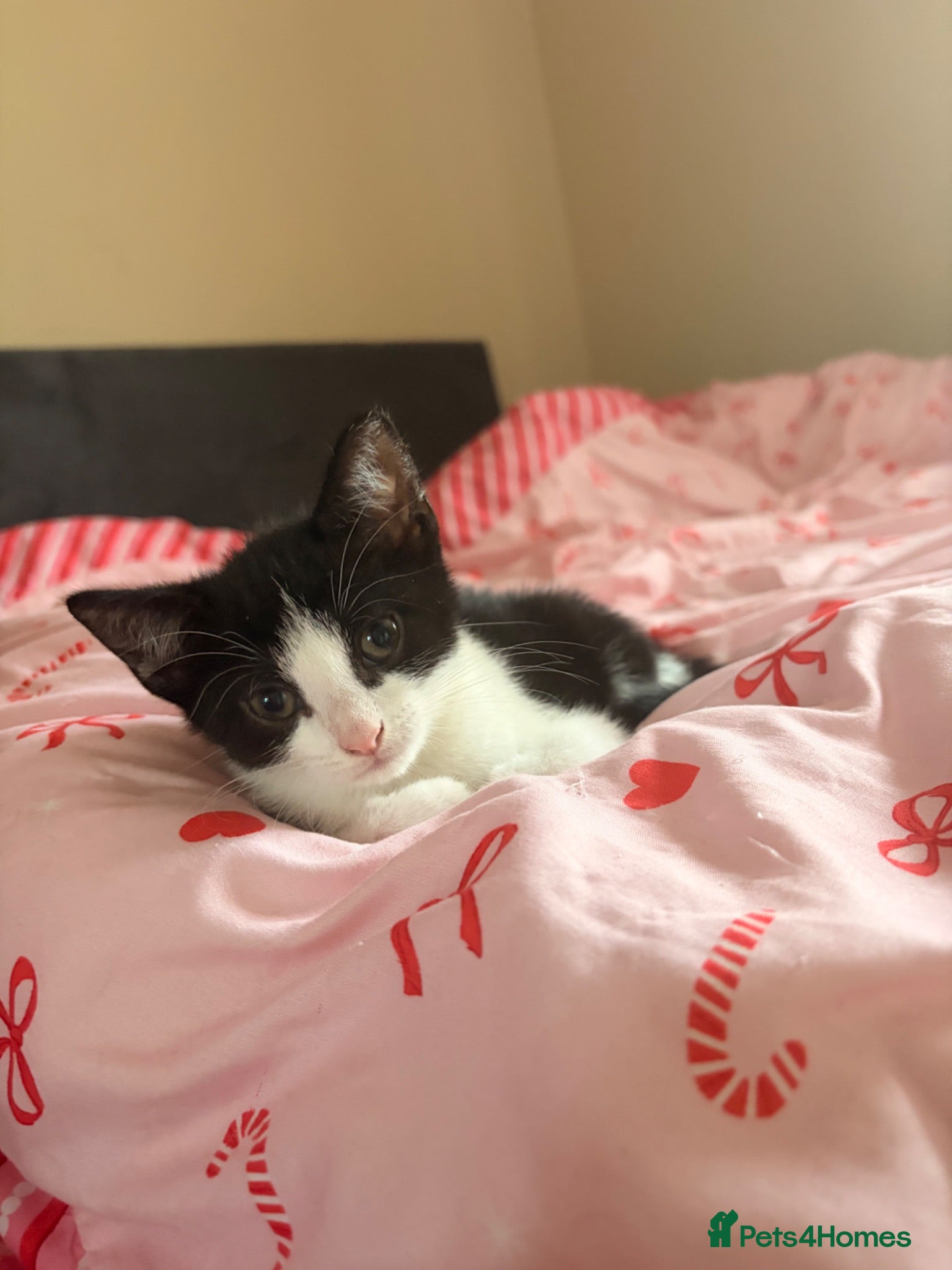 Mixed Breed cats Beautiful Russian Blue Cross/Snowshoe-Type Kittens - Advert 2