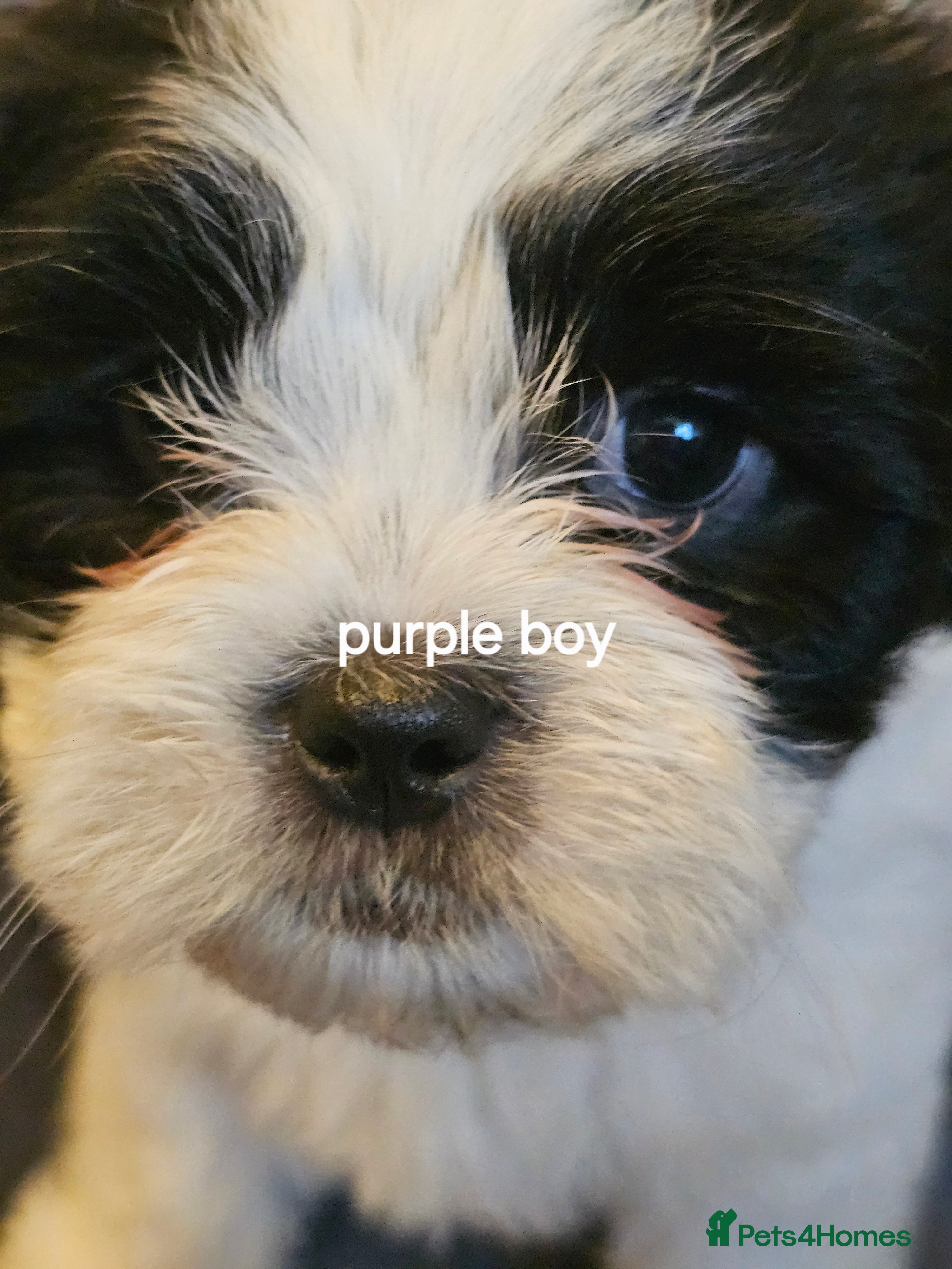 Malshi dogs GORGEOUS MALSHI PUPPIES AVAILABLE - Advert 1