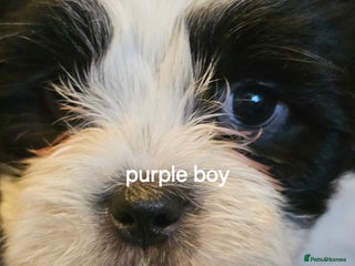 Malshi dogs GORGEOUS MALSHI PUPPIES AVAILABLE - Advert 17