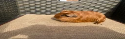 Guinea Pig rodents for sale: Baby Guinea pigs available ready now - Advert 5