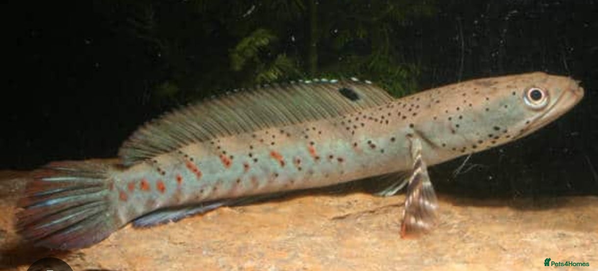 Other/Mixed Breed fish Peacock Snakehead (Channa pulchra) 3-4 inchs - Advert 11