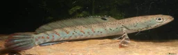 Other/Mixed Breed fish for sale: Peacock Snakehead (Channa pulchra) 3-4 inchs - Advert 1