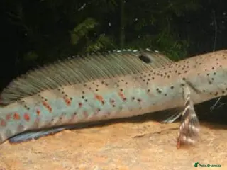 Other/Mixed Breed fish Peacock Snakehead (Channa pulchra) 3-4 inchs - Advert 11