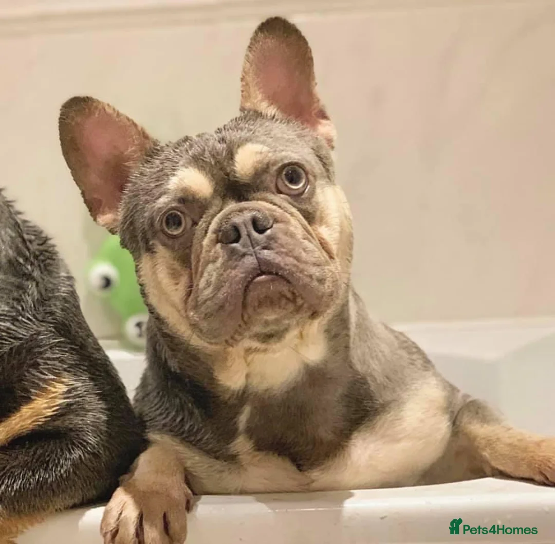 French Bulldog dogs for stud: BEAUTIFUL LILAC AND TAN FRENCH BULLDOG in Sunderland - Advert 10