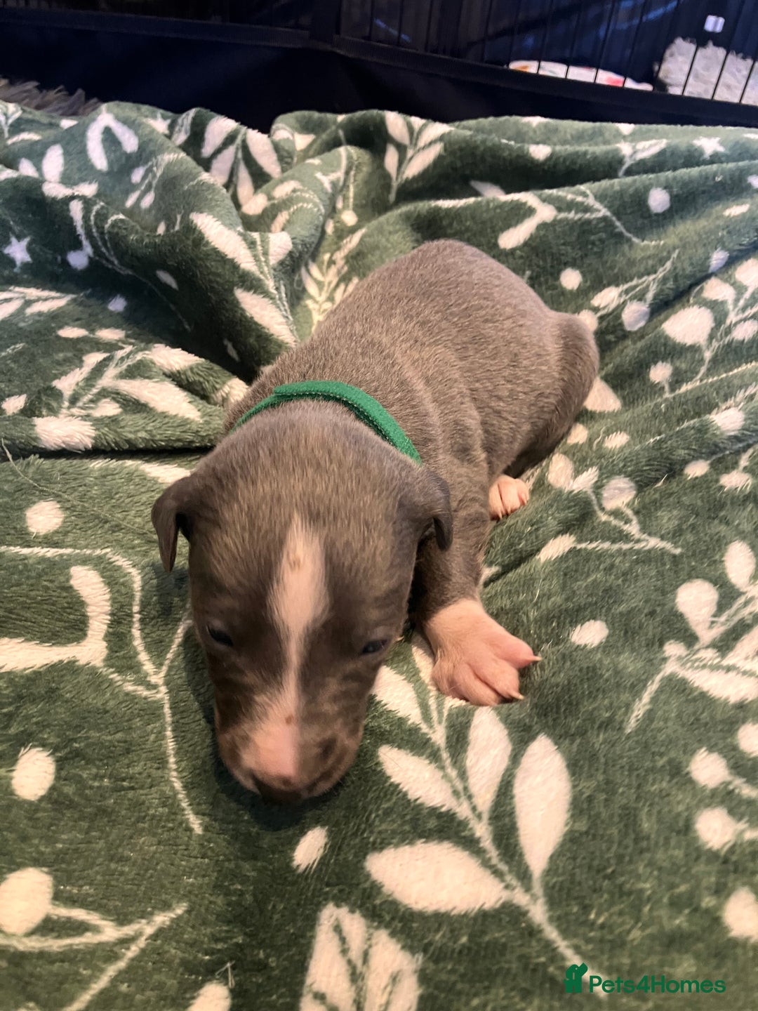 Whippet dogs for sale: Beautiful whippet puppies  - Advert 7