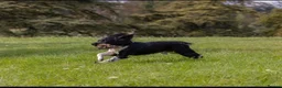 English Springer Spaniel dogs for sale: Heavily Marked Dog pups available  - Advert 9