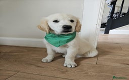 Golden Retriever dogs for sale: Beautiful golden retriever puppies  - Image 6