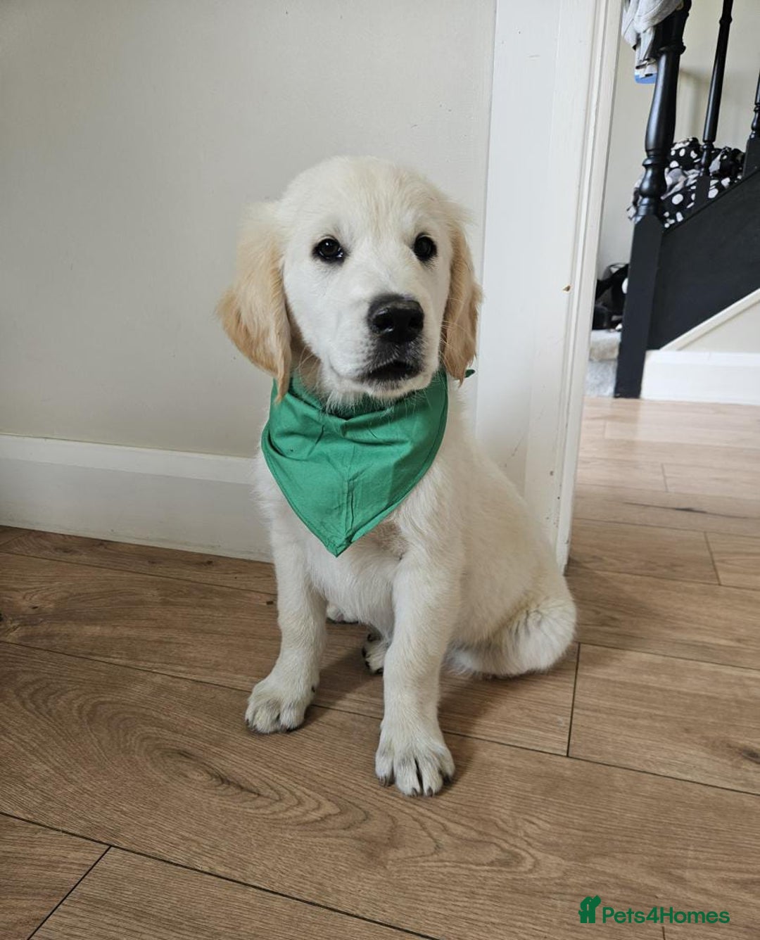 Golden Retriever dogs for sale: Beautiful golden retriever puppies  - Image 6