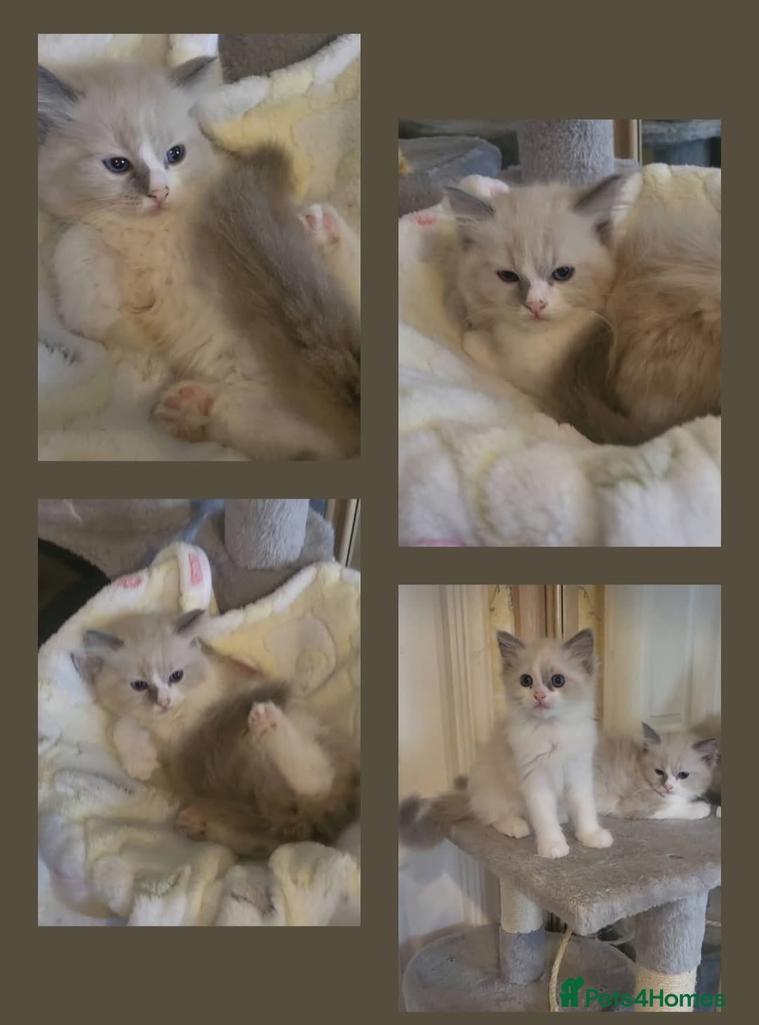 Ragdoll cats for sale: Health checked purebreed Ragdoll kittens in Mansfield - Image 9